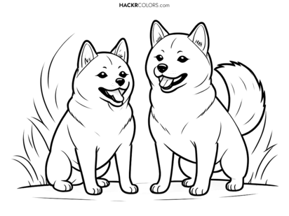 Playful Shiba Inu Friends